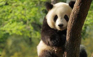 日韩迎接大熊猫视频大全,大熊猫视频盛宴背后的文化交流
